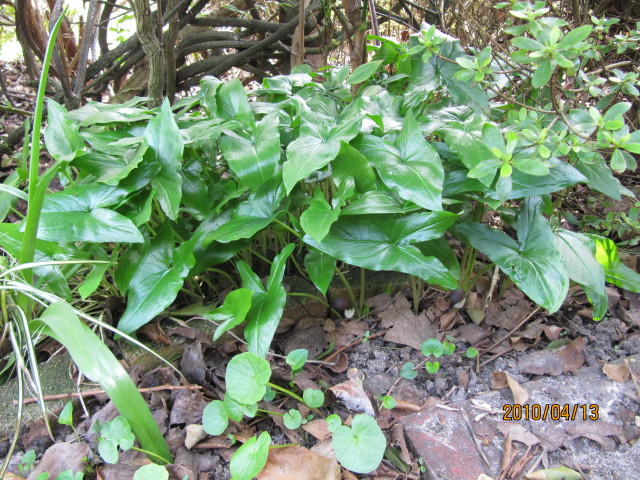 Plante souris