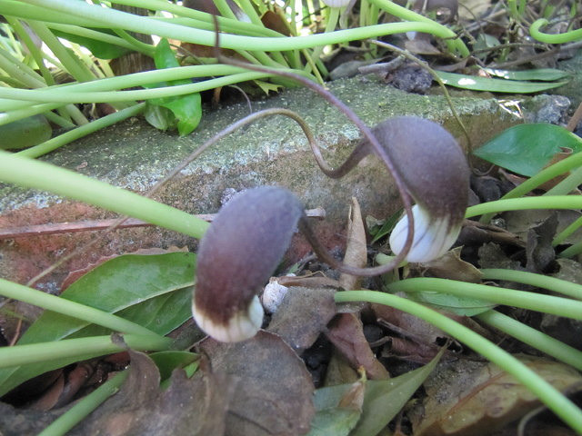 Plante souris