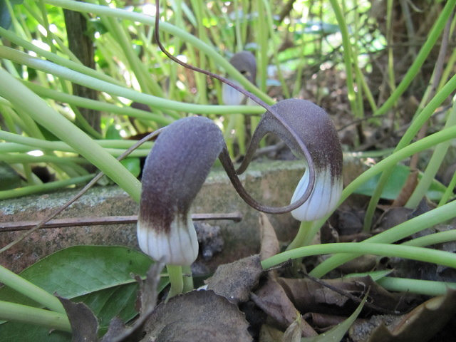 Plante souris (Arisarum proboscideum)