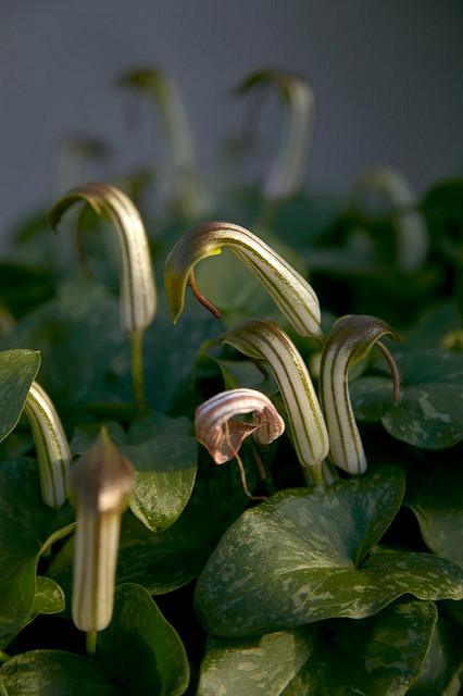Arisarum