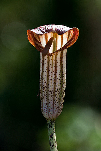 Arisarum