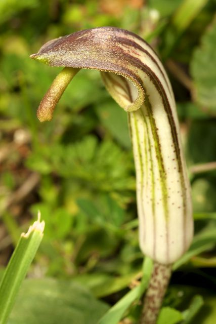 Arisarum
