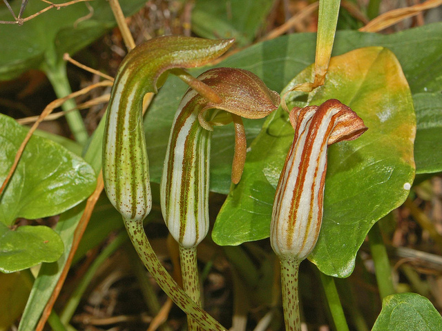 Arisarum