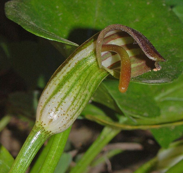 Arisarum