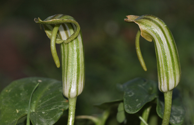 Arisarum (Arisarum vulgare)