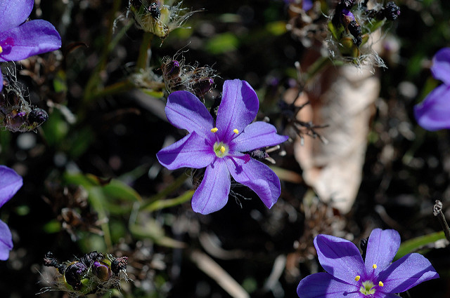 Aristea africana (Aristea africana)