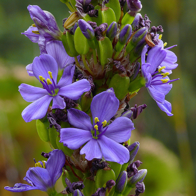 Aristea capitata