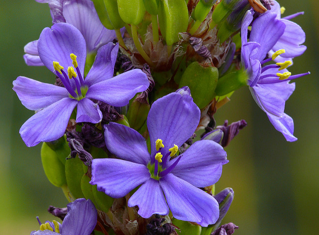 Aristea capitata (Aristea capitata)