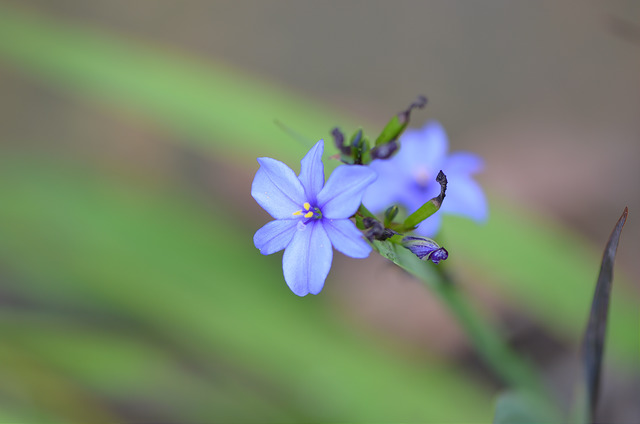 Aristea ecklonii