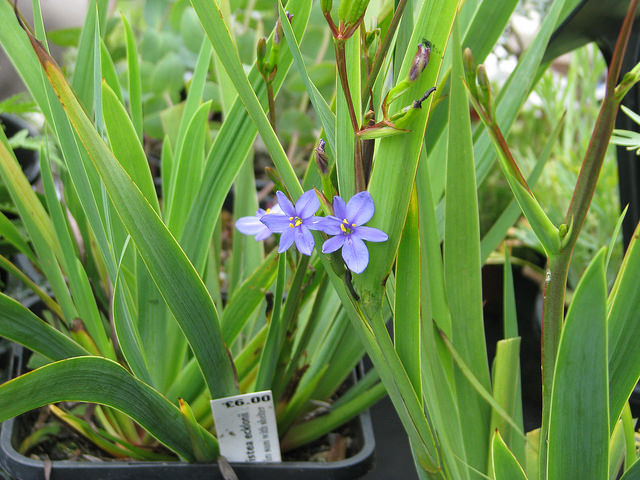 Aristea ecklonii