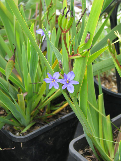 Aristea ecklonii