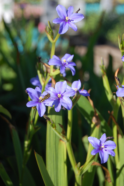 Aristea ecklonii