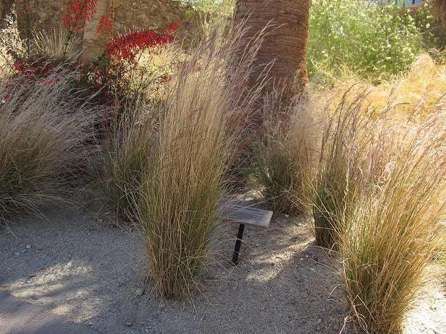 Aristida purpurea