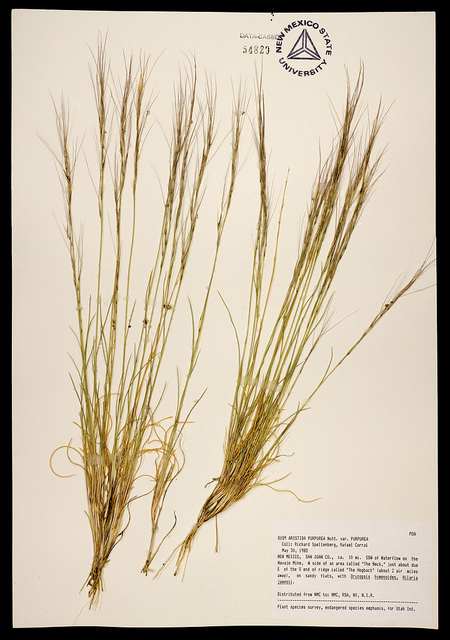 Aristida purpurea