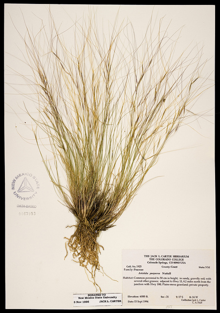 Aristida purpurea