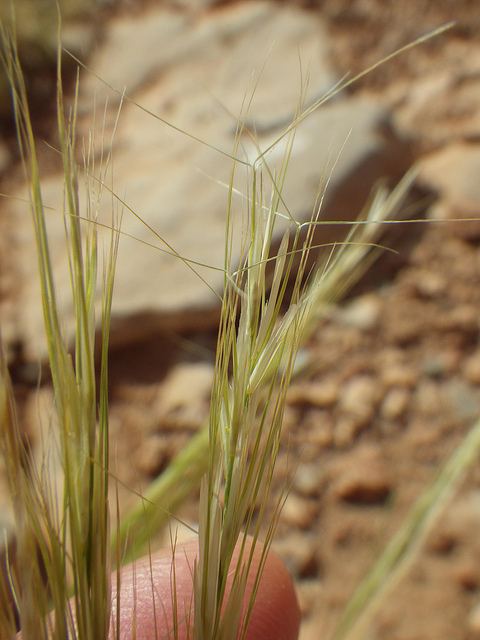 Aristida purpurea