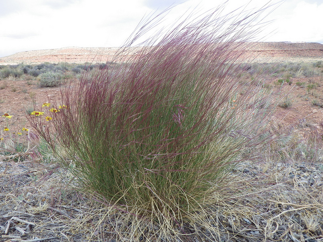 Aristida purpurea