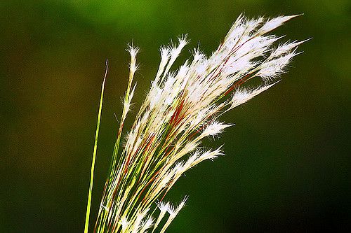 Aristida stricta
