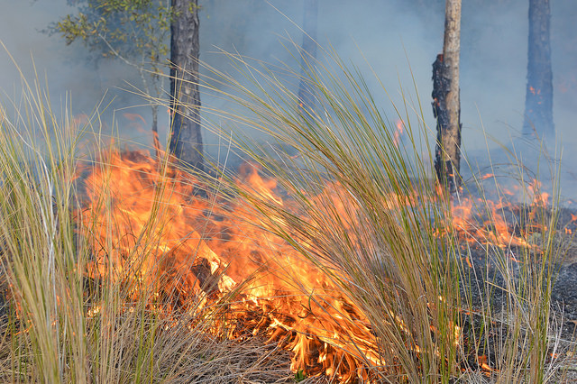 Aristida stricta
