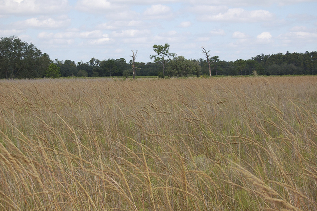 Aristida stricta