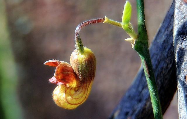 Aristolochia californica