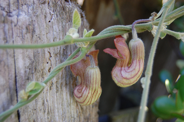 Aristolochia californica