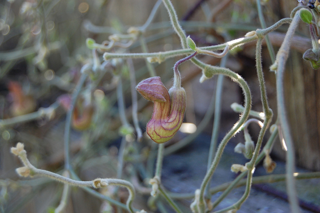Aristolochia californica