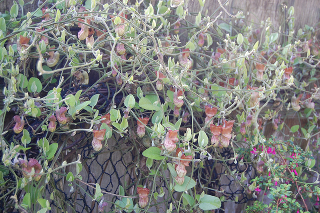 Aristolochia californica