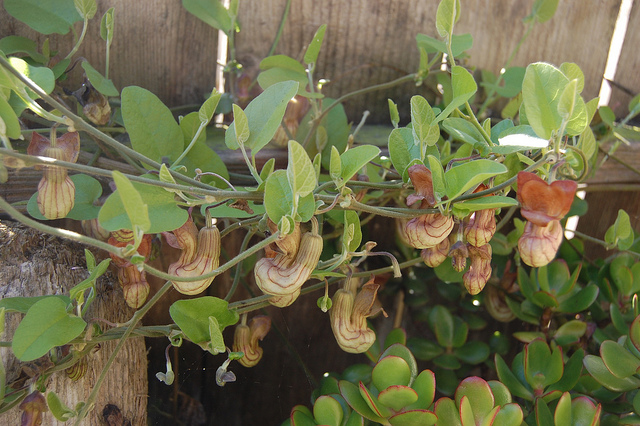 Aristolochia californica