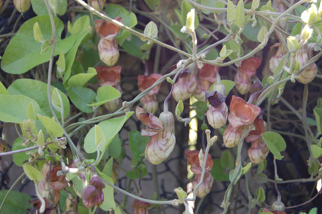 Aristolochia californica
