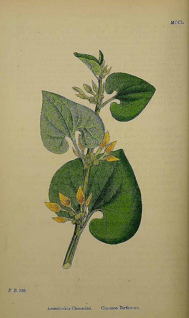 Aristoloche clématite (Aristolochia clematitis)