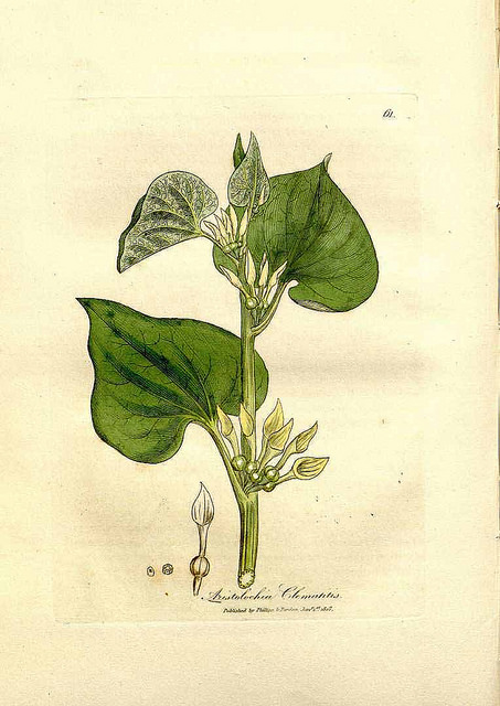 Aristoloche clématite