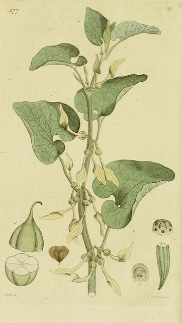 Aristoloche clématite