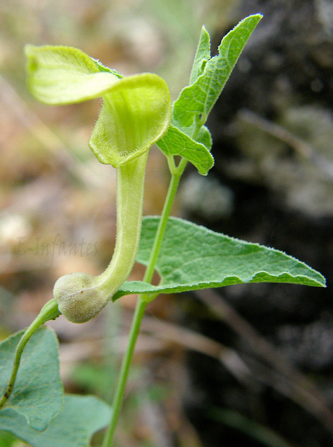 Aristoloche clématite