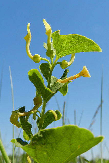 Aristoloche clématite