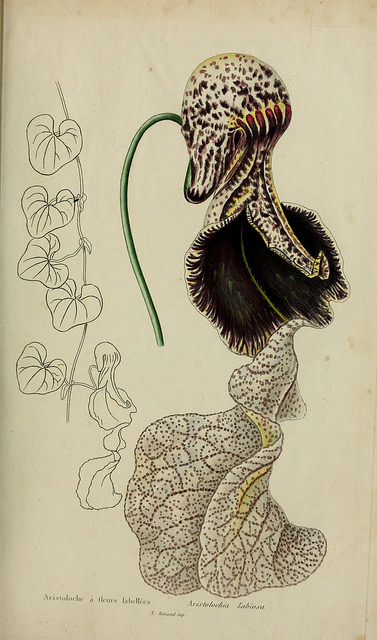Aristolochia cymbifera