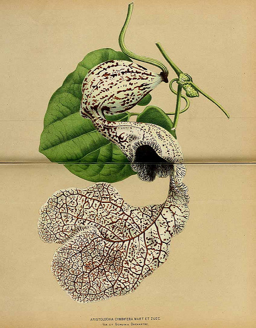 Aristolochia cymbifera