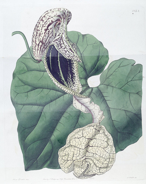 Aristolochia cymbifera