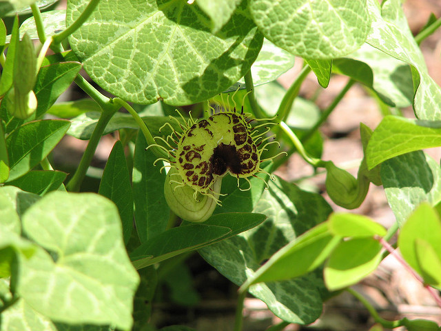 Aristoloche siphon
