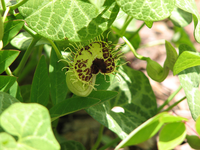 Aristoloche siphon