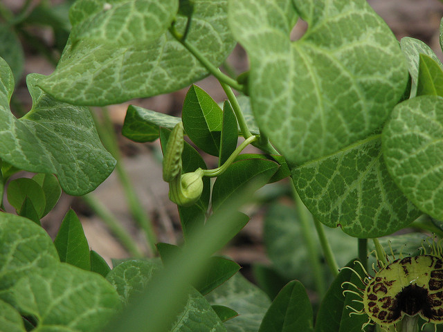 Aristoloche siphon