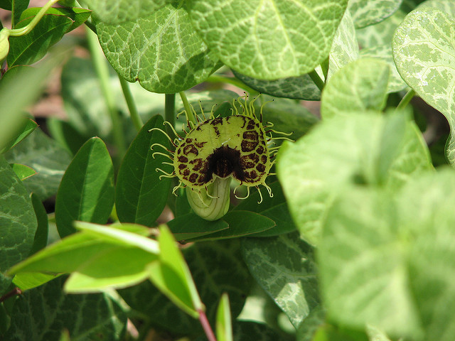 Aristoloche siphon (Aristolochia durior)
