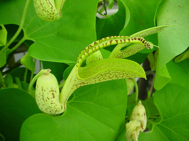 Aristolochia gibertii