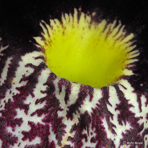 Aristoloche géante