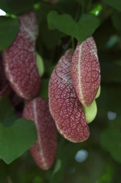 Aristoloche géante