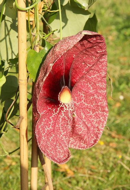 Aristoloche géante