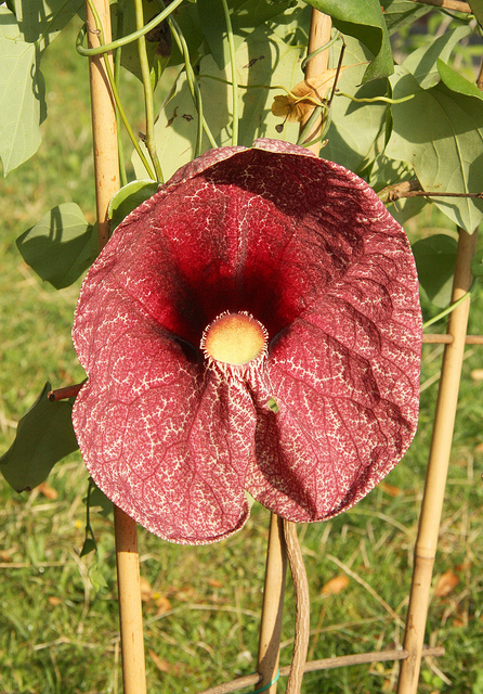 Aristoloche géante