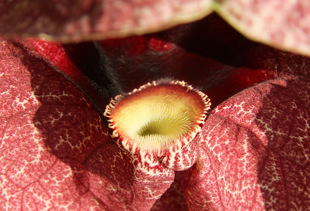 Aristoloche géante