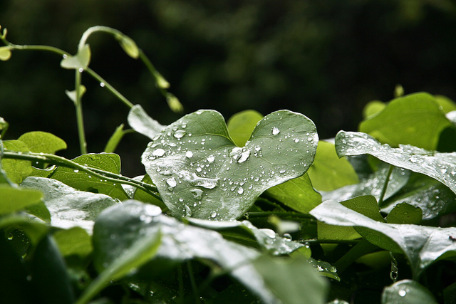 Aristoloche géante (Aristolochia gigantea)
