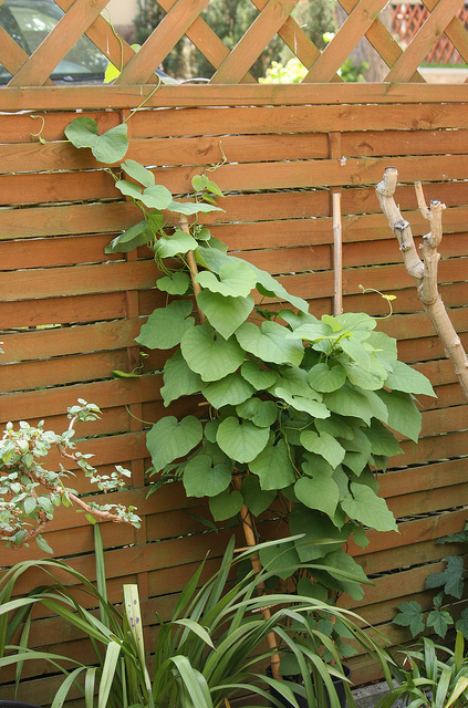 Aristoloche